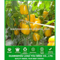 NSP06 Aihuang hybrid Yellow capsium seeds vegetable